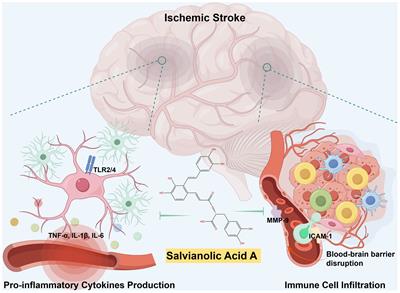 Targeting post-stroke neuroinflammation with Salvianolic acid A: molecular mechanisms and preclinical evidence